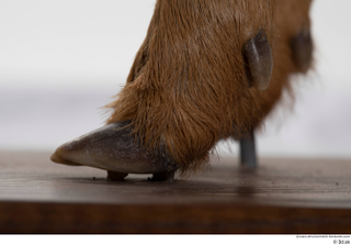 Deer doe foot hoof 0019.jpg